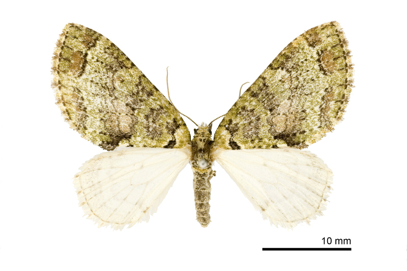 Trichopterigia yoshimotoi Female